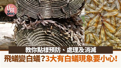 飛蟻出現原因|飛蟻變白蟻怎預防？白蚊出現原因＋必學3招天然/化學徹底消滅害蟲